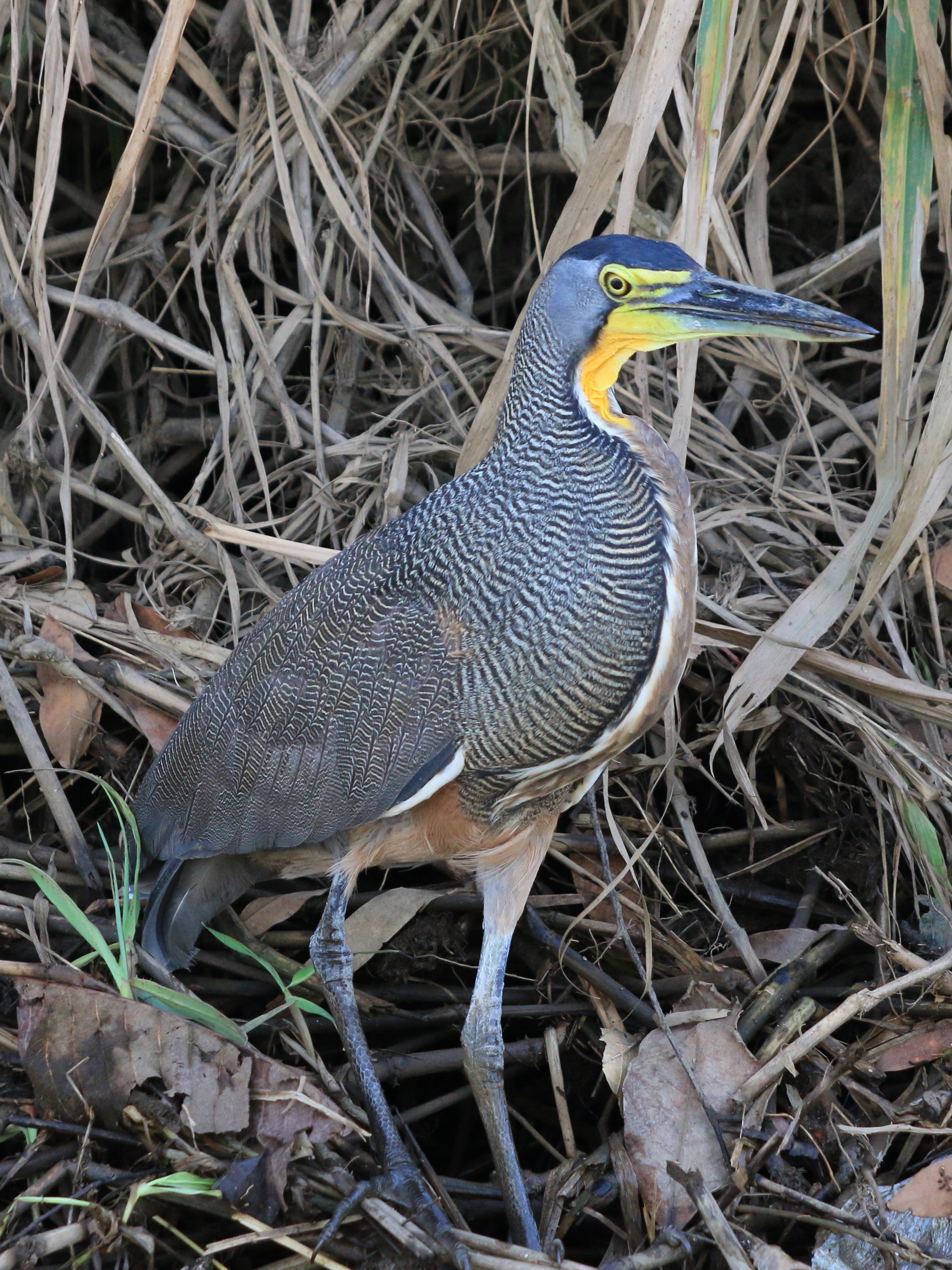Costa Rica